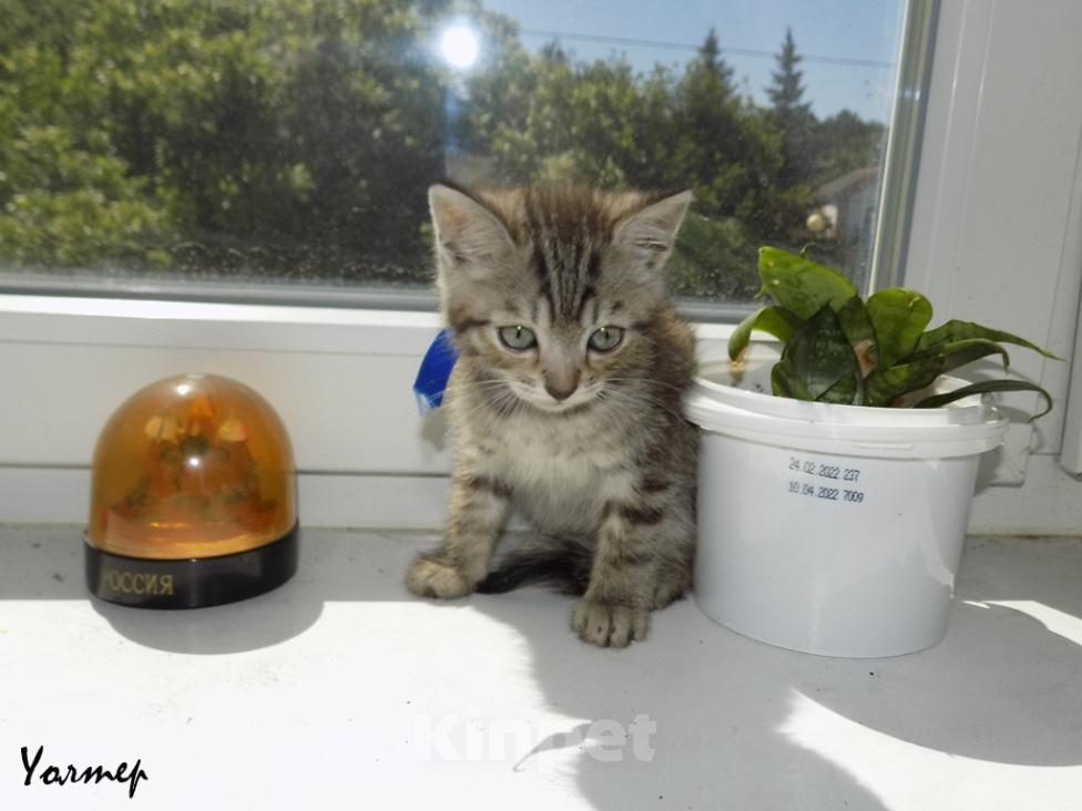 Кошки в Москве: Шотландский прямоухий короткошёрстный котёнок Девочка, 8 000 руб. - фото 7