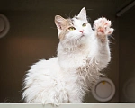 Кошки в Москве: Котик Милош Клыкович  Мальчик, Бесплатно - фото 10