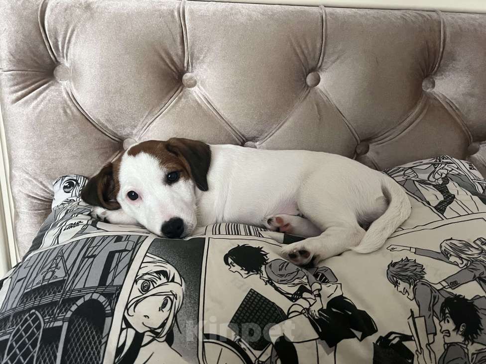 Собаки в Рязани: Лиза Девочка, 25 000 руб. - фото 3