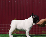 Собаки в Троицке: Щенки французского бульдога Девочка, Бесплатно - фото 1