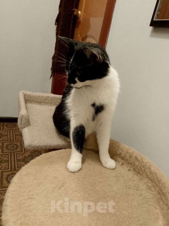 Кошки в Москве: Боня в добрые руки Девочка, Бесплатно - фото 4