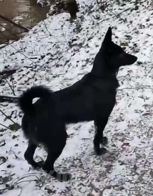 Собаки в Москве: Изящная красотка Джесси ищет дом Девочка, Бесплатно - фото 10