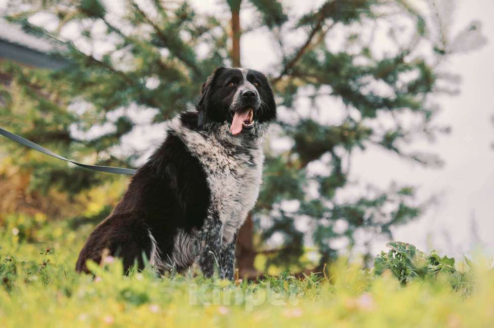 Собаки в Москве: Гектор Мальчик, Бесплатно - фото 2