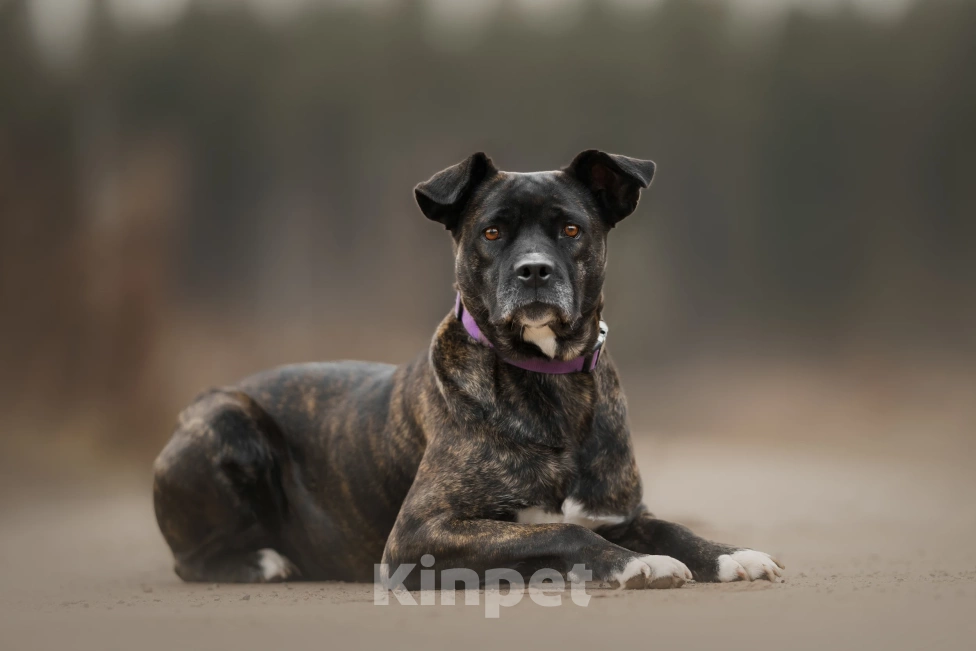 Собаки в Москве: Грозная с наружи, добрая внутри Девочка, Бесплатно - фото 7
