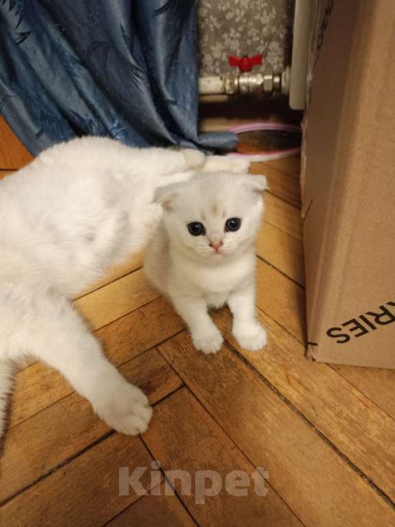 Кошки в Москве: Вислоухая красотка Девочка, 20 000 руб. - фото 4