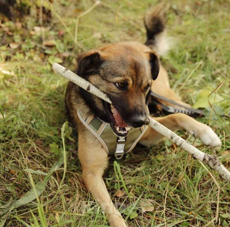 Собаки в Москве: Ищет дом Рыжик Мальчик, Бесплатно - фото 4