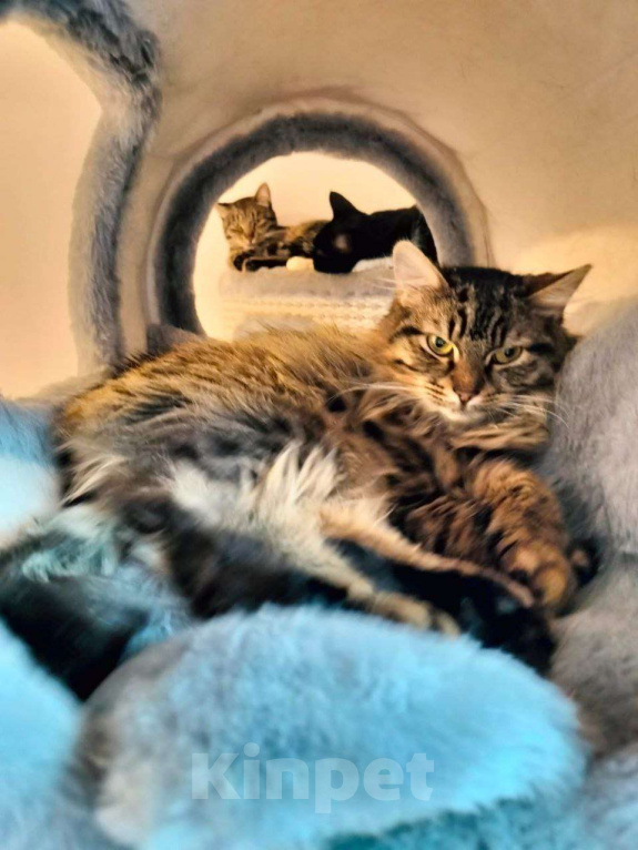 Кошки в Москве: Бывшедомашняя Пушистая Сигма мечтает вновь обрести дом Девочка, Бесплатно - фото 3