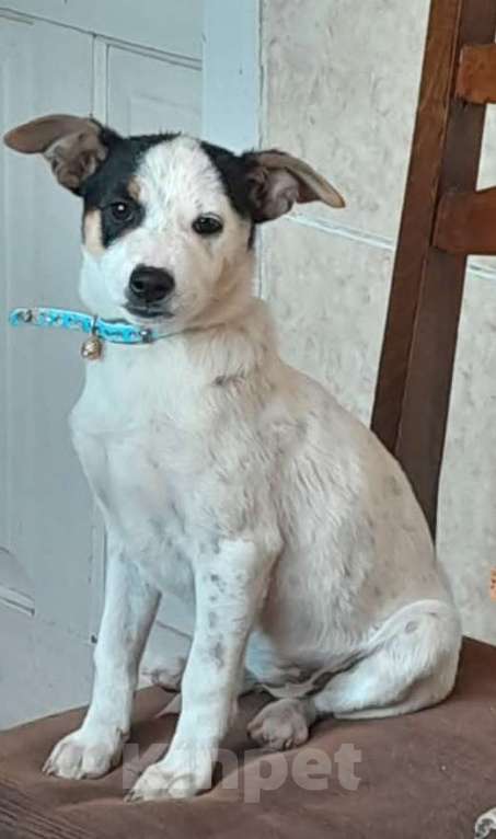 Собаки в Москве: Белый щенок в дар Девочка, Бесплатно - фото 1