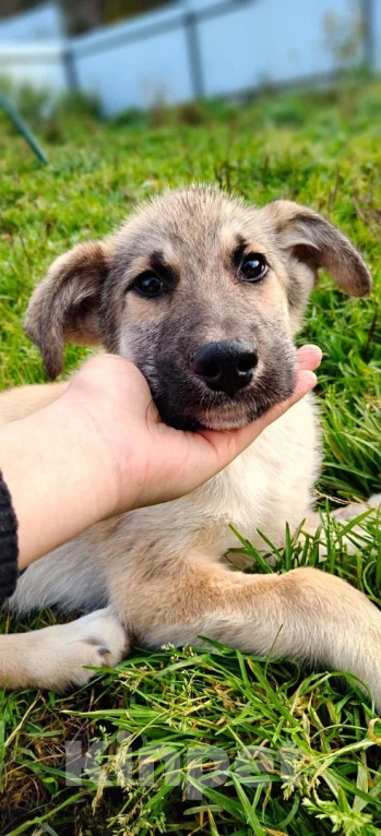 Собаки в других городах Московской области: Лорд якутенок в добрые руки Мальчик, Бесплатно - фото 4
