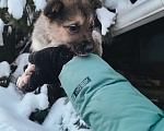 Собаки в Екатеринбурге: Одно месячные щенки Мальчик, Бесплатно - фото 6