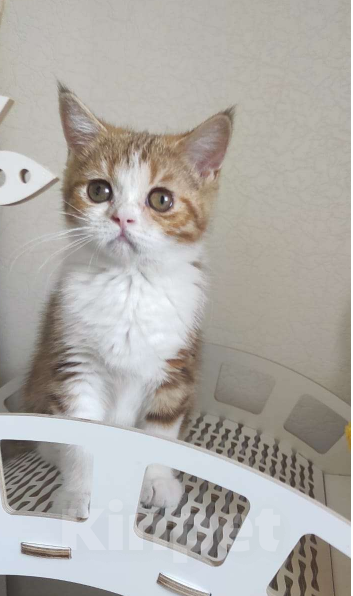 Кошки в Москве: Шотландская короткошерстная девочка Девочка, 25 000 руб. - фото 3