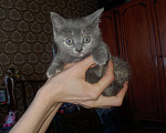 Кошки в Москве: В добрые руки Девочка, 1 руб. - фото 2