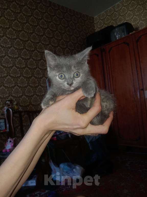 Кошки в Москве: В добрые руки Девочка, 1 руб. - фото 2