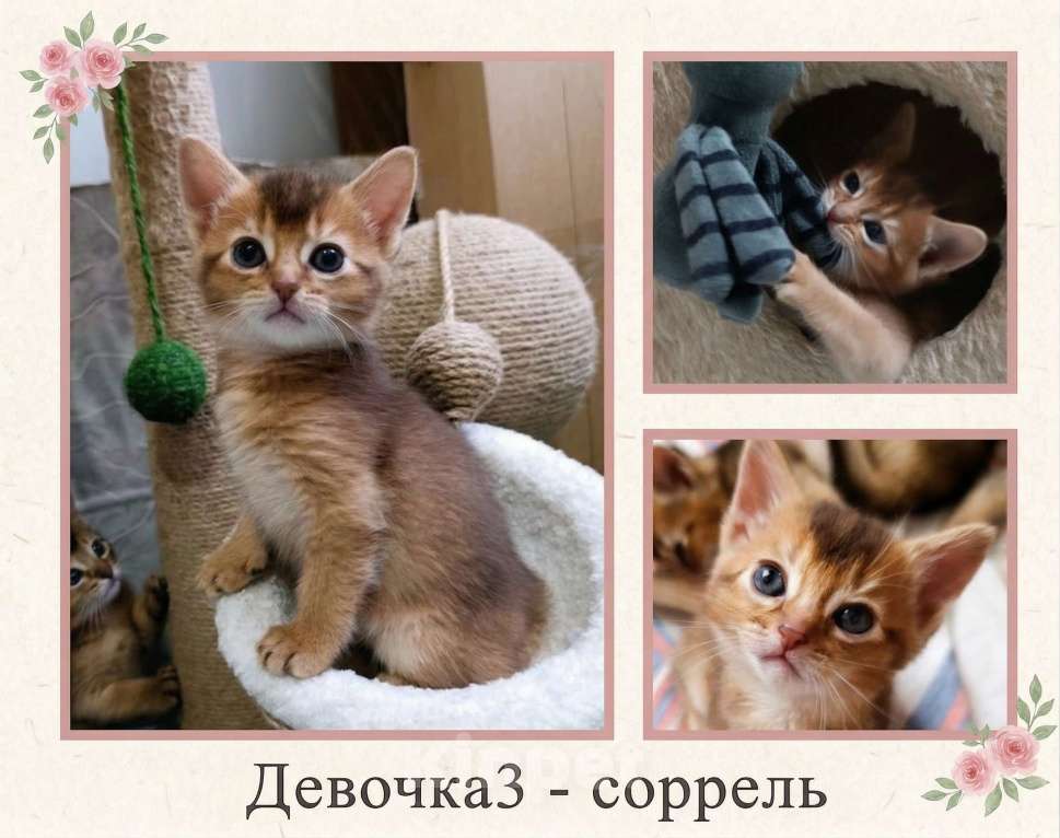 Кошки в Благодарном: Абиссинские котята Разнополые, Бесплатно - фото 4