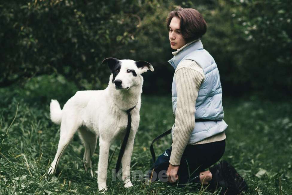 Собаки в Москве: Руни Мальчик, Бесплатно - фото 4