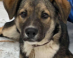 Собаки в Москве: Умничка щенок Васька ищет дом и доброго хозяина Девочка, Бесплатно - фото 1