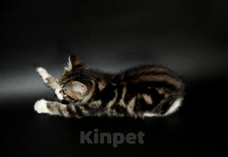 Кошки в Чебоксарах: Курильский бобтейл, котик Мальчик, Бесплатно - фото 3