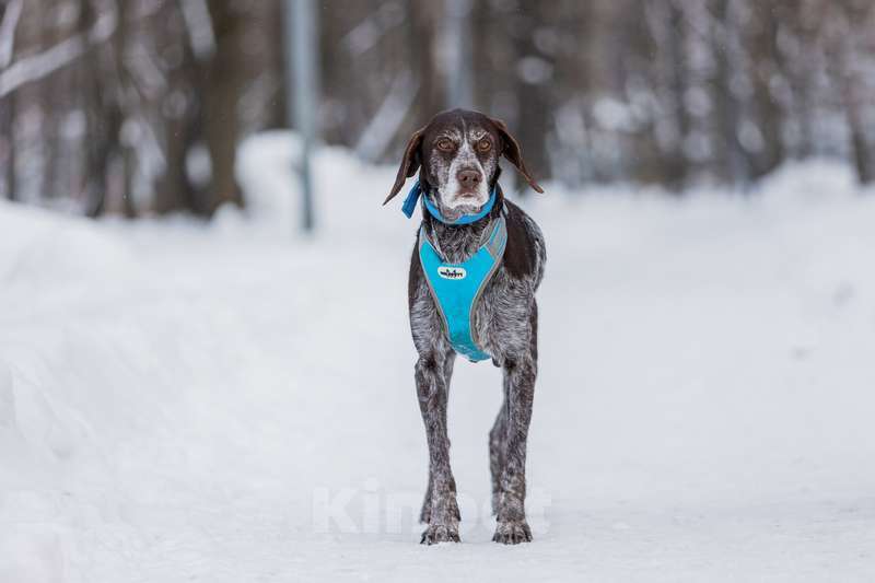 Собаки в Москве: Девочка Курцхаар по имени Мона в добрые руки Девочка, 1 руб. - фото 2
