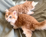 Кошки в Москве: Котики , котята  Мальчик, 30 000 руб. - фото 3