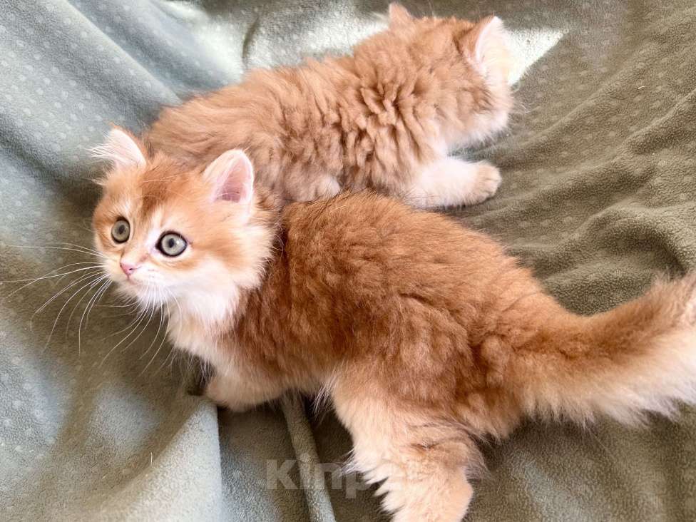 Кошки в Москве: Котики , котята  Мальчик, 30 000 руб. - фото 3