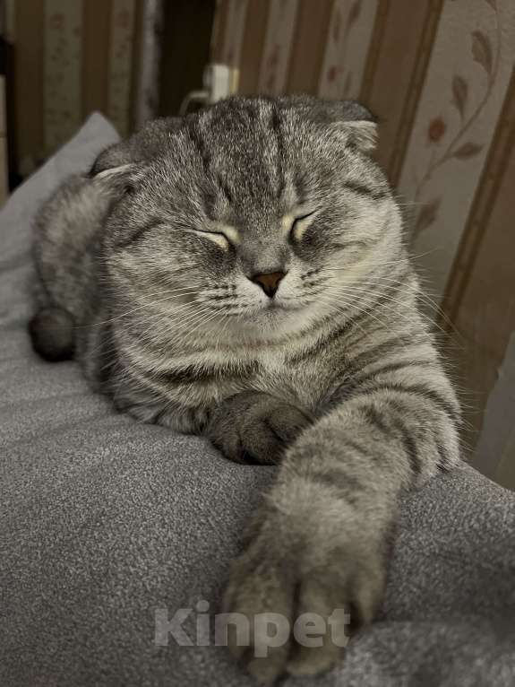 Кошки в Екатеринбурге: Стеша  Девочка, Бесплатно - фото 3