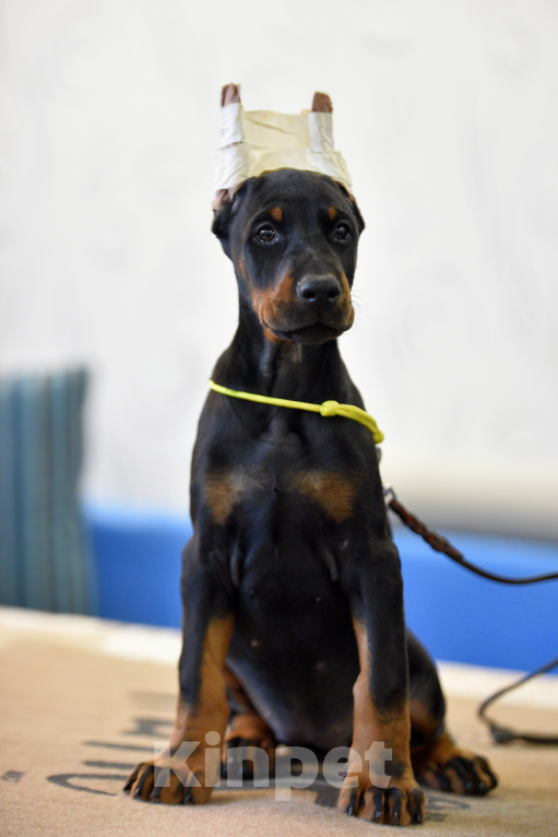 Собаки в Москве: Добердетка готова к переезду Девочка, 100 000 руб. - фото 1