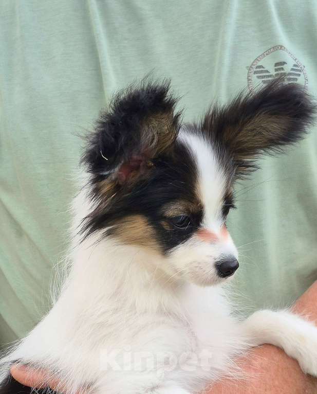 Собаки в Москве: Щенок папийона ( девочка) Девочка, Бесплатно - фото 4