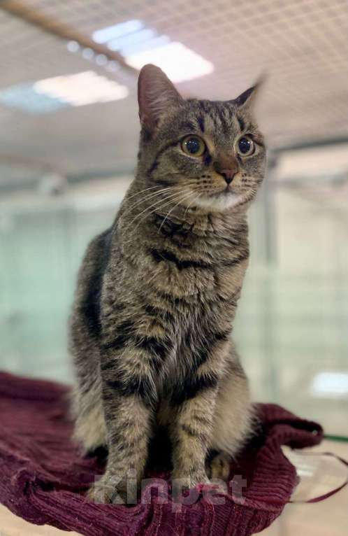 Кошки в Москве: Василиса Прекрасная, любимая кошачья классика. Юная кошечка ищет дом Девочка, 1 руб. - фото 2