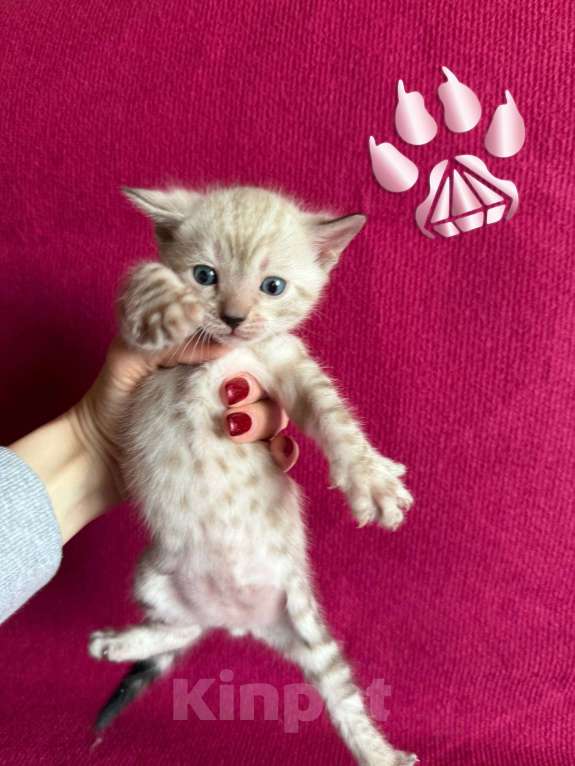 Кошки в Москве: Снежный котёнок Девочка, 35 000 руб. - фото 1