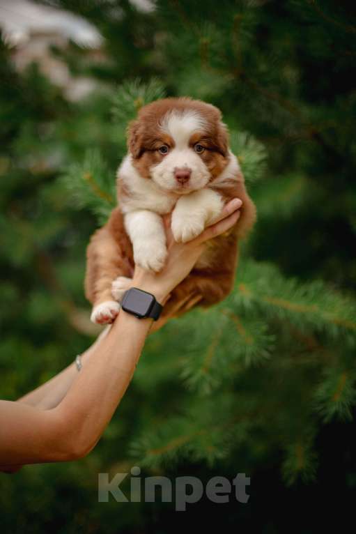 Собаки в Москве: Щенок Австралийской овчарки  Мальчик, 50 000 руб. - фото 2