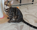 Кошки в Москве: Бенгальские угольные котята  Мальчик, Бесплатно - фото 1