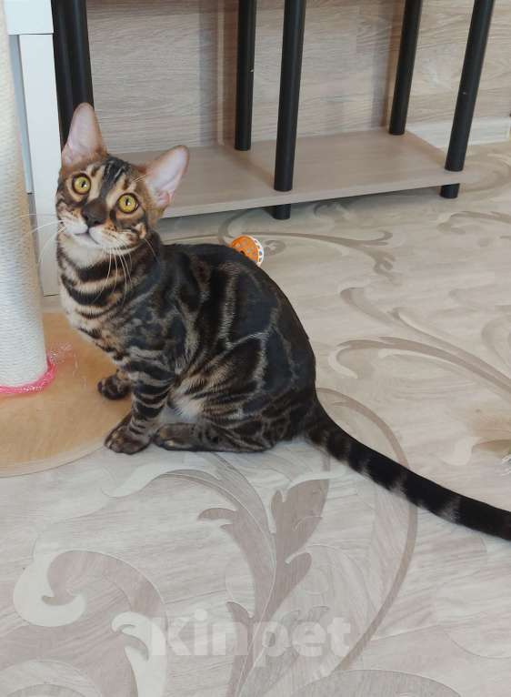 Кошки в Москве: Бенгальские угольные котята  Мальчик, Бесплатно - фото 1