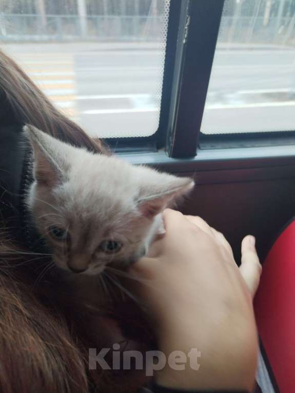 Кошки в Барнауле: Отдам котенка в добрые руки Мальчик, Бесплатно - фото 1