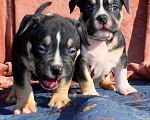 Собаки в Москве: Чёрные триколоры. Мальчик и девочка. Разнополые, 80 000 руб. - фото 10