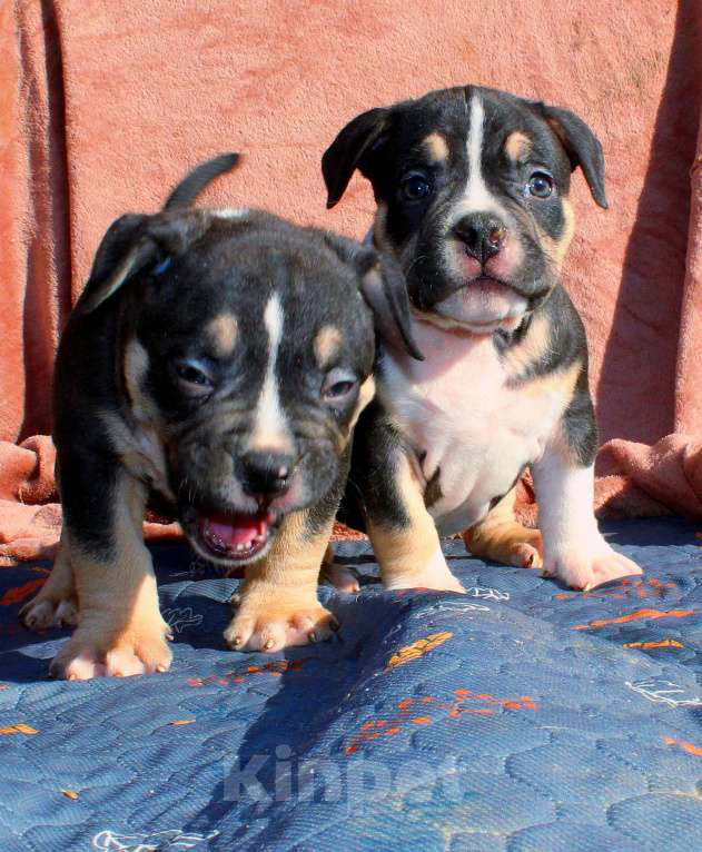 Собаки в Москве: Чёрные триколоры. Мальчик и девочка. Разнополые, 80 000 руб. - фото 10