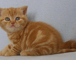 Кошки в Рыбинске: Плюшевые мордатые котята, 1 200 руб. - фото 1