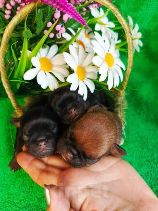 Собаки в Москве: Щенки пти-брабансоны на май Мальчик, 40 000 руб. - фото 3