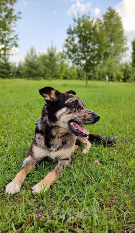 Собаки в Москве: Умнейший пёс окраса мерль Генри в добрые руки Мальчик, 1 руб. - фото 4