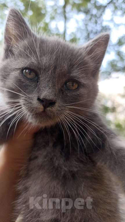 Кошки в Воронеже: Отдам котёнка в добрые руки Девочка, Бесплатно - фото 3