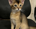 Кошки в Дзержинском: Абиссинские кошечки  Девочка, 20 000 руб. - фото 1