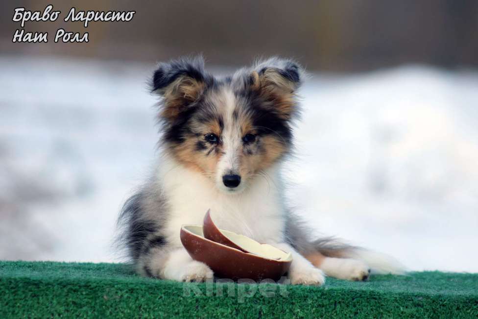 Собаки в Рязани: Большой выбор щенков шелти. Девочка, 80 000 руб. - фото 1