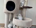 Кошки в Нижнем Новгороде: Рэгдолл котики Мальчик, 37 000 руб. - фото 1