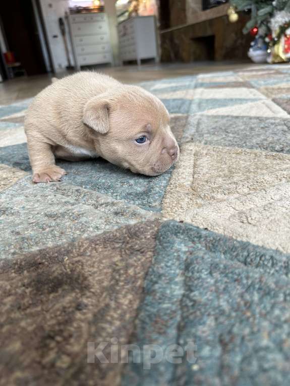 Собаки в Домодедово: Американский булли покет Мальчик, 90 000 руб. - фото 1