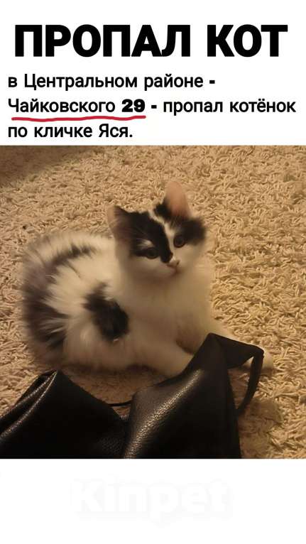 Кошки в Калининграде: ПОМОГИТЕ НАЙТИ Девочка, Бесплатно - фото 2