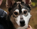 Собаки в Москве: Бывшедомашний мини хаски с большим сердцем из приюта в добрые руки Мальчик, Бесплатно - фото 8