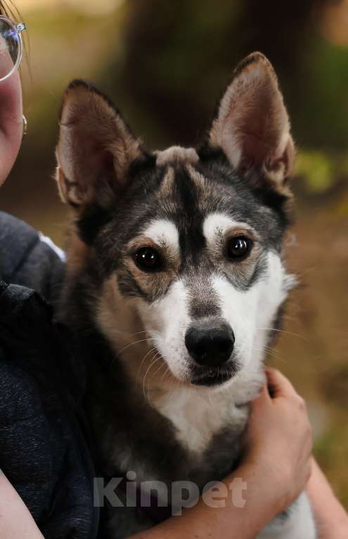 Собаки в Москве: Бывшедомашний мини хаски с большим сердцем из приюта в добрые руки Мальчик, Бесплатно - фото 8