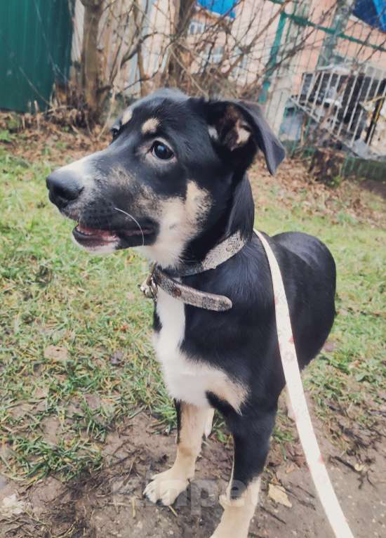 Собаки в Москве: Щенок бесплатно  Девочка, Бесплатно - фото 3