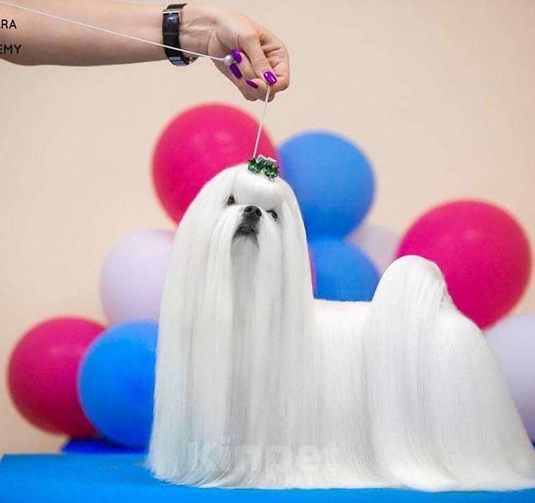 Собаки в Сургуте: Щенок Мальтезе мальчик 5 месяцев Мальчик, 100 000 руб. - фото 10