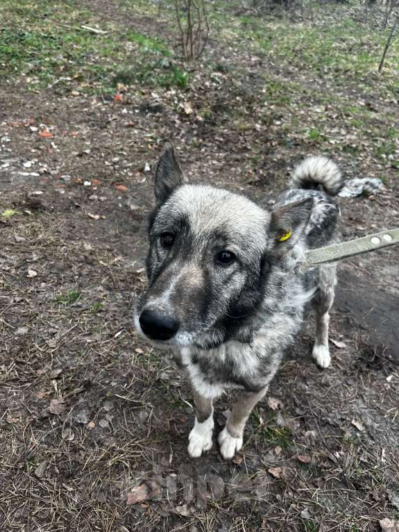 Собаки в Брянске: Линда Девочка, Бесплатно - фото 7