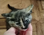Кошки в Ангарске: котятки в добрые руки Девочка, Бесплатно - фото 2